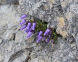 Campanula zoysii. Цветущее растение. Словения, Триглавский национальный парк, ≈ 1900 м н.у.м. 22.07.2014.