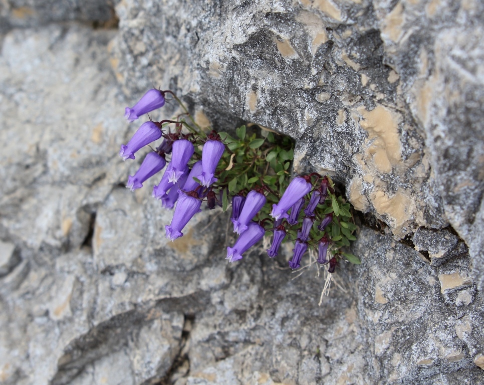 Изображение особи Campanula zoysii.