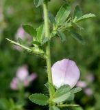 Ononis arvensis subspecies spinescens. Средняя часть веточки с цветком и пазушными побегами. Германия, г. Крефельд, Ботанический сад. 06.09.2014.