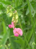 Lathyrus sylvestris