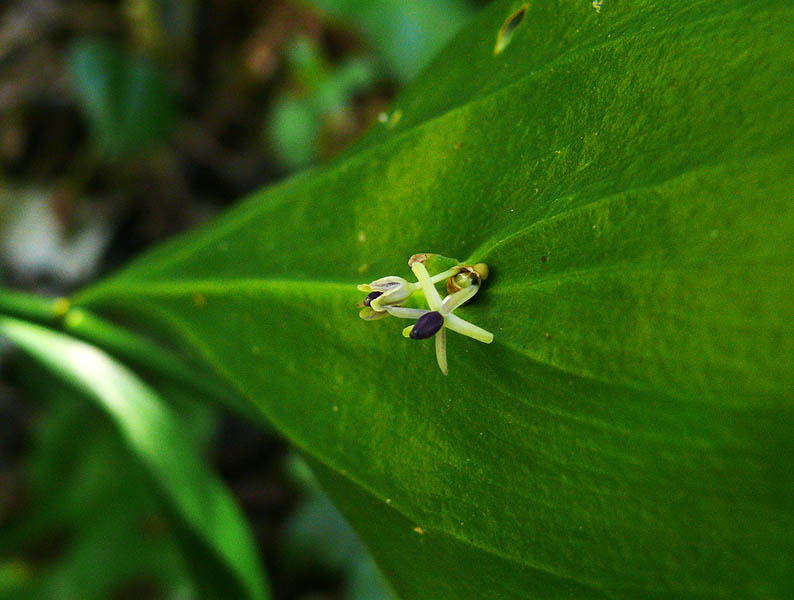 Image of Ruscus colchicus specimen.