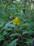 Impatiens noli-tangere