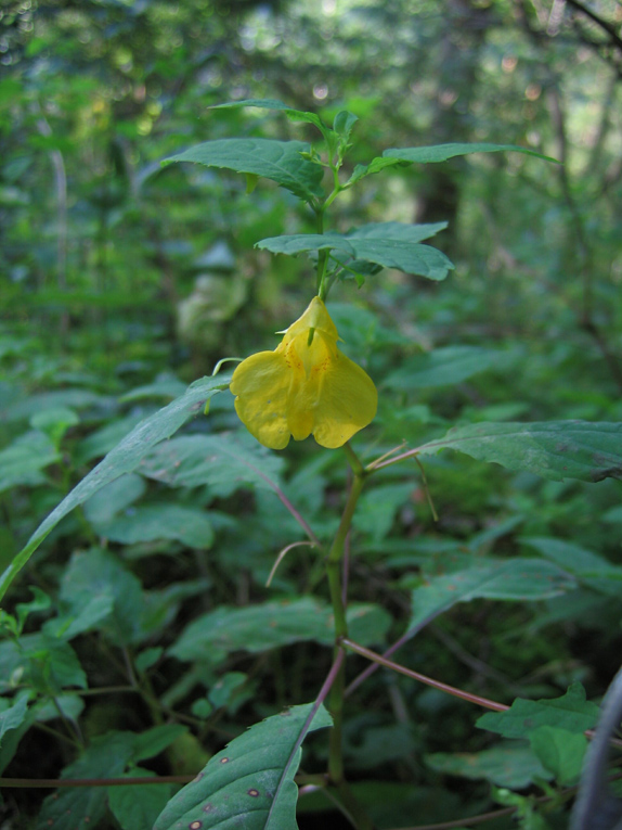 Image of Impatiens noli-tangere specimen.