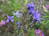 Gentianopsis barbata. Верхушка цветущего растения. Иркутская обл., Бодайбинский р-н, южный склон гольца, тайга. 06.08.2010.