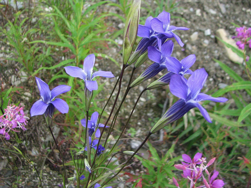 Image of Gentianopsis barbata specimen.