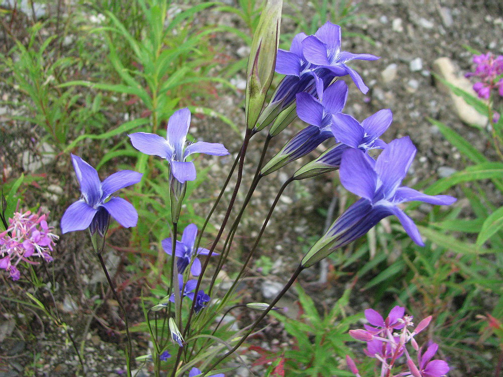 Изображение особи Gentianopsis barbata.