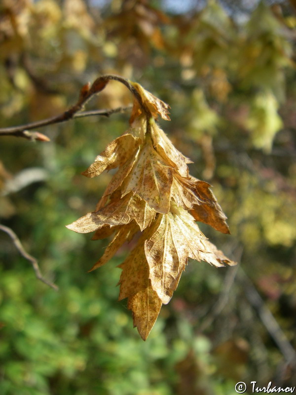 Изображение особи Carpinus orientalis.