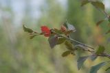 Betula fruticosa