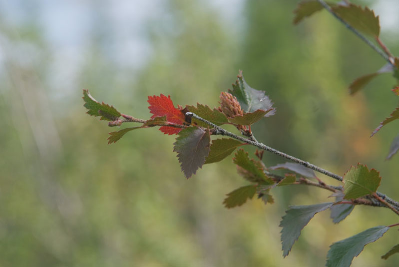 Изображение особи Betula fruticosa.