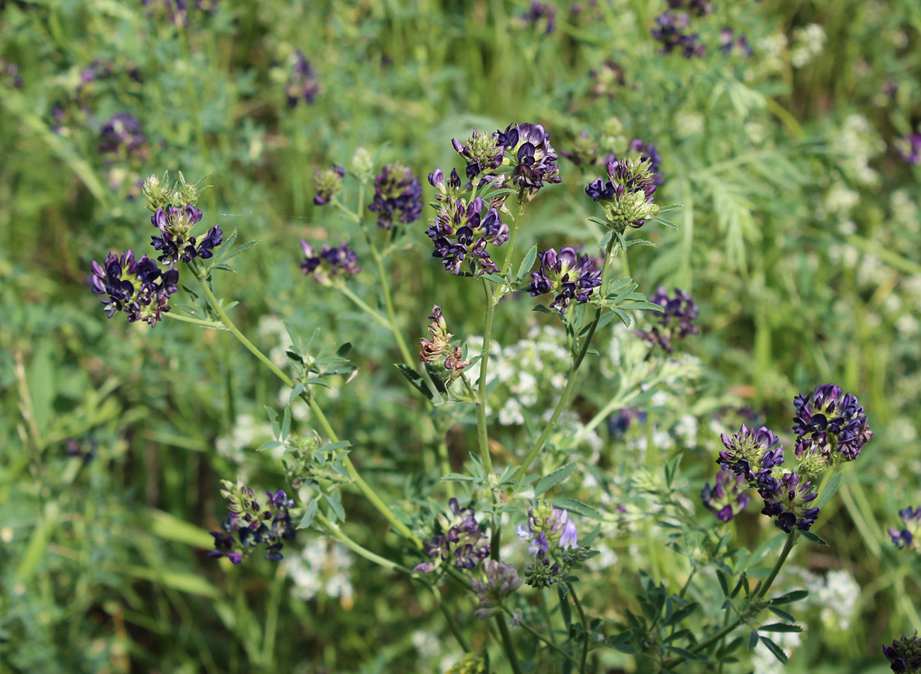 Изображение особи Medicago sativa.