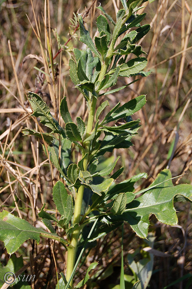 Изображение особи Cirsium setosum.