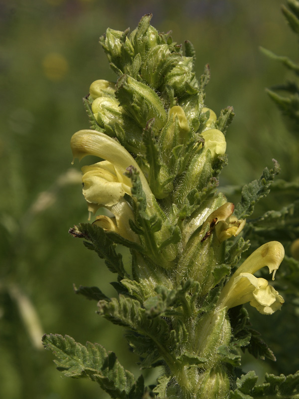 Изображение особи Pedicularis kaufmannii.