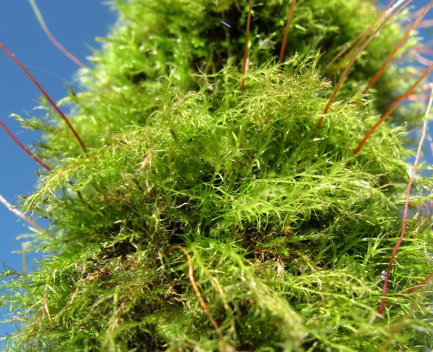 Image of class Bryopsida specimen.