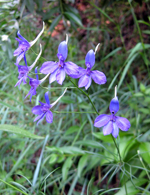 Image of Delphinium consolida specimen.
