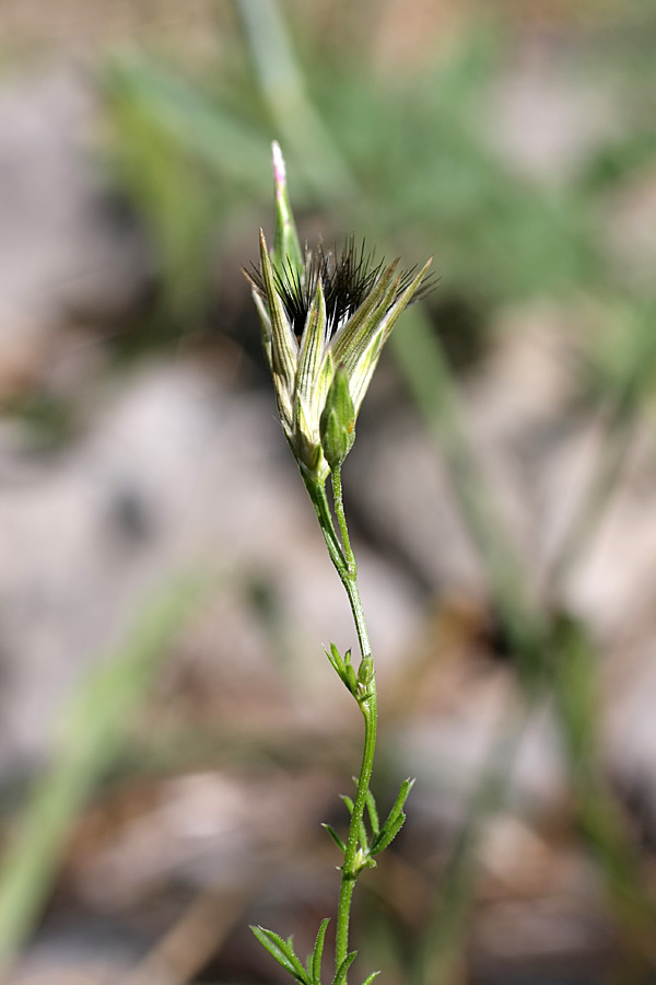 Изображение особи Crupina vulgaris.
