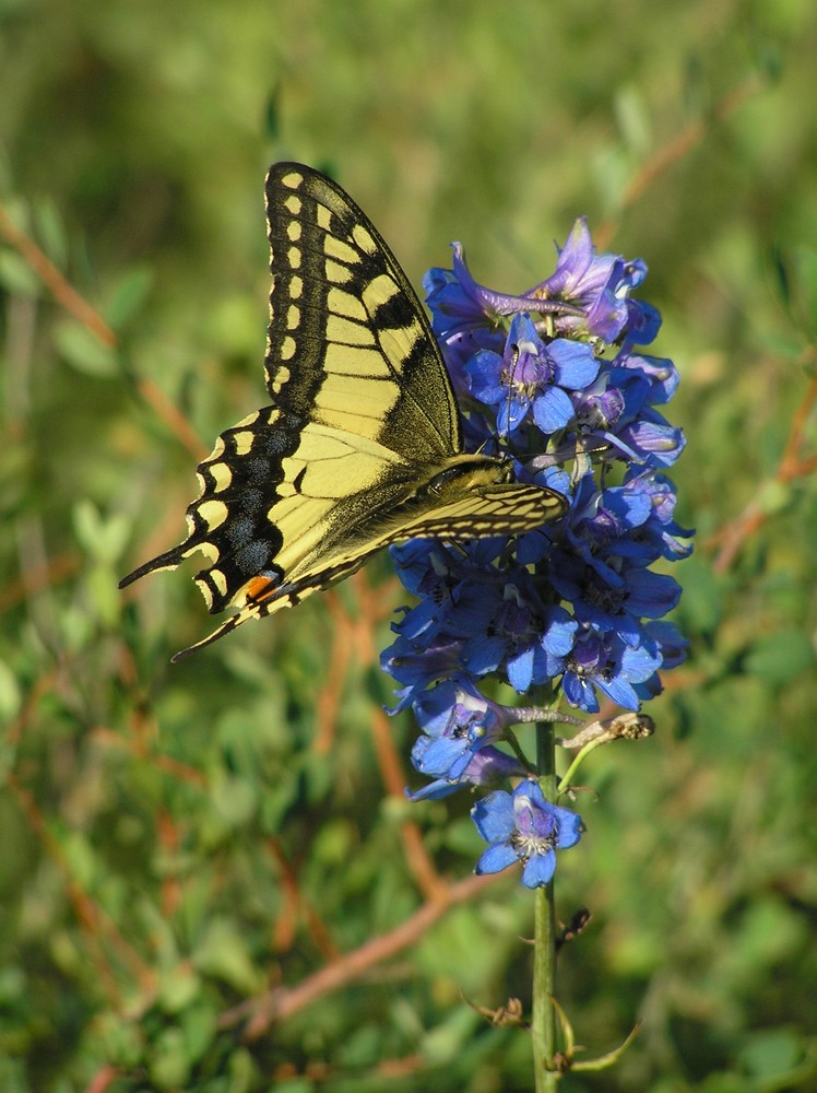 Image of Delphinium dictyocarpum specimen.