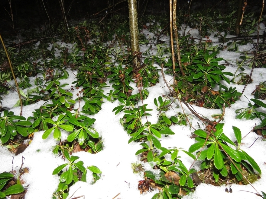 Изображение особи Chimaphila umbellata.