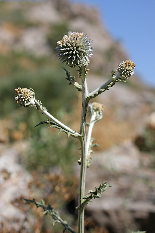 Изображение особи Echinops talassicus.