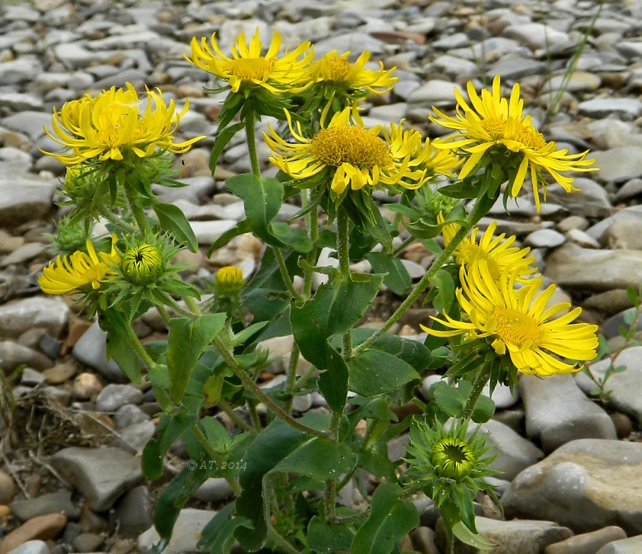 Image of Inula britannica specimen.