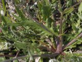 Crepis subspecies taraxacifolia