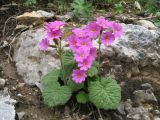 Primula minkwitziae