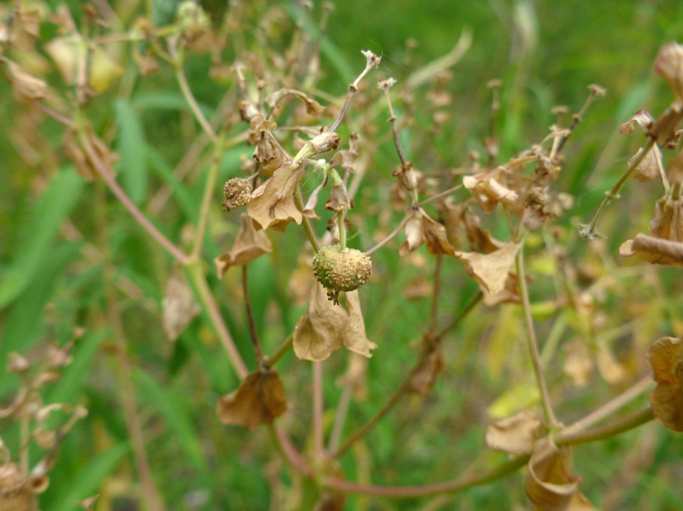 Image of Euphorbia palustris specimen.