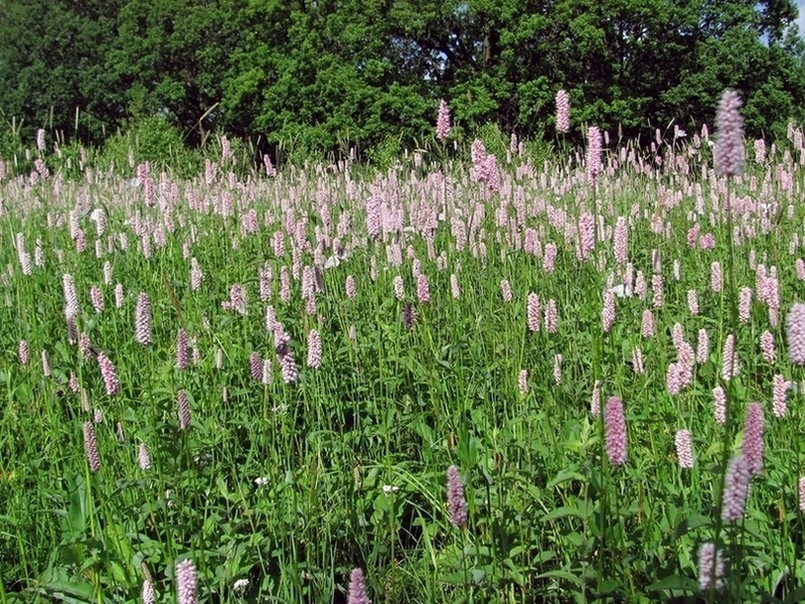 Image of Bistorta officinalis specimen.