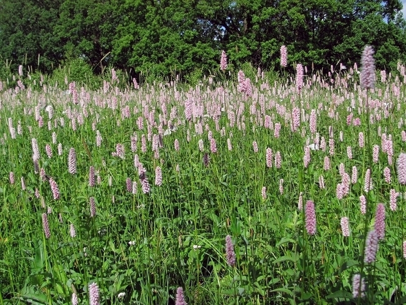 Изображение особи Bistorta officinalis.