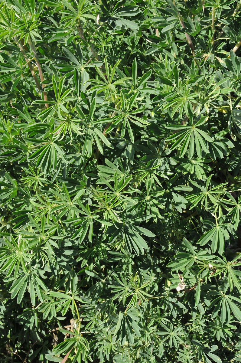 Image of Lupinus arboreus specimen.