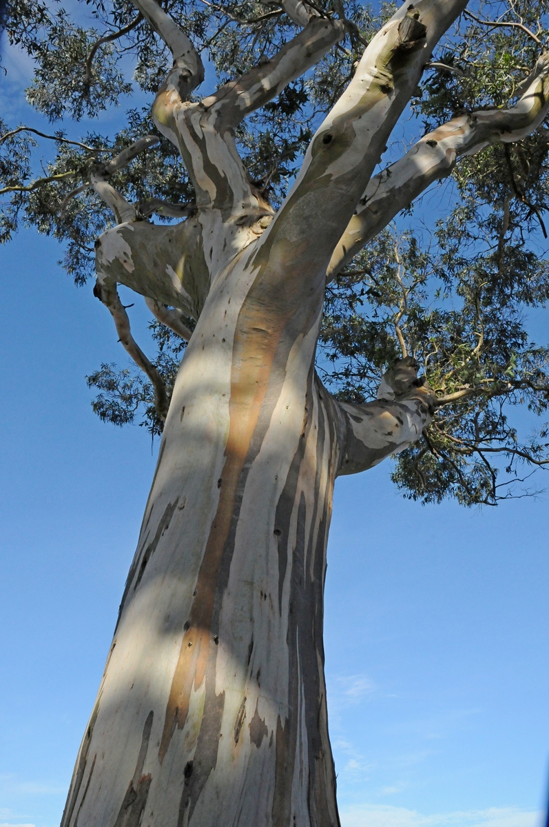 Image of Eucalyptus camaldulensis specimen.