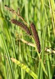 genus Carex