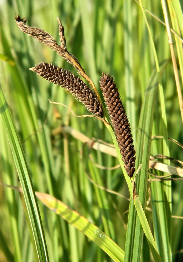 Изображение особи род Carex.