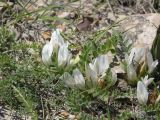 Astragalus rupifragus. Цветущее растение. Южный Берег Крыма, окр. пос. Коктебель. 1 мая 2008 г.