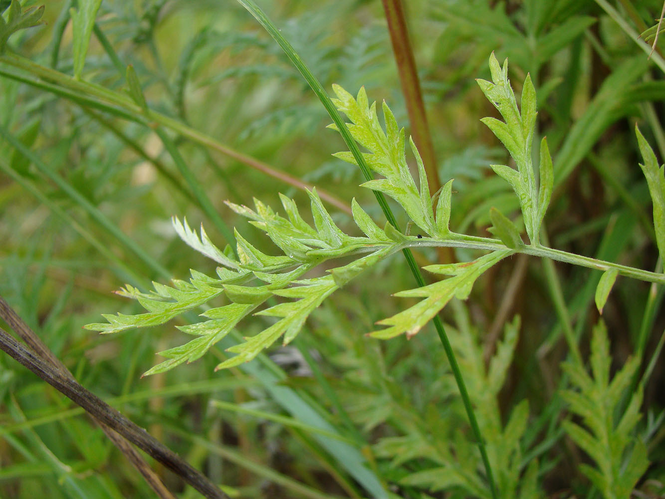 Изображение особи Artemisia armeniaca.