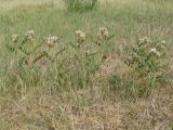 Glycyrrhiza grandiflora