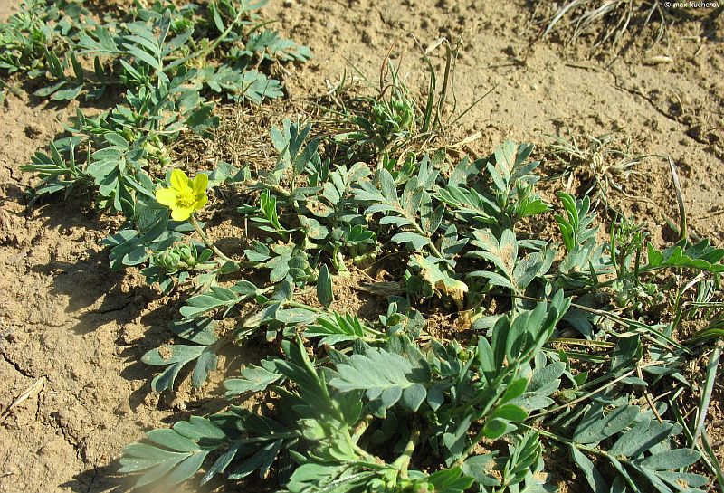 Изображение особи Potentilla bifurca.