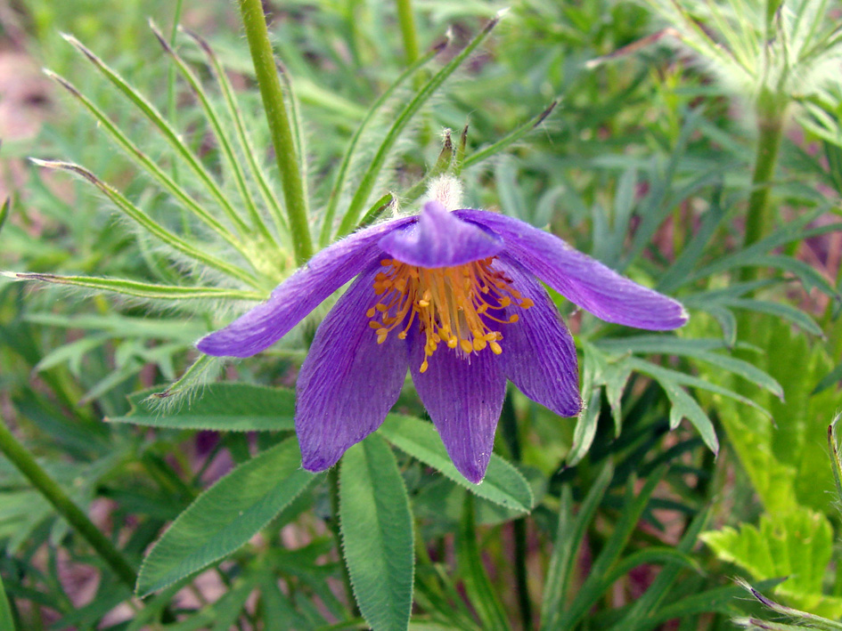 Image of Pulsatilla angustifolia specimen.