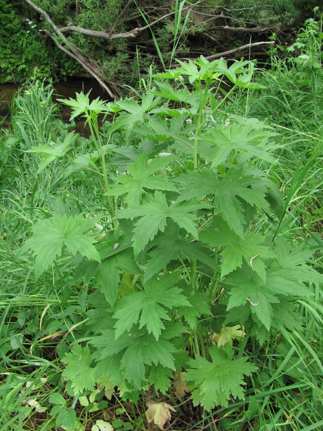 Изображение особи Delphinium elatum.