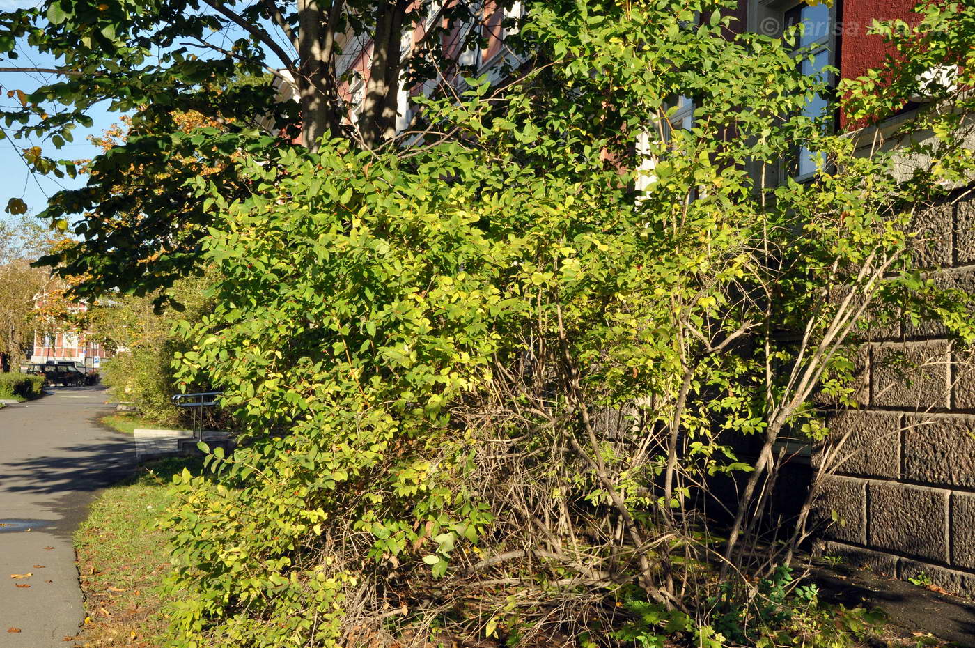 Image of Lonicera tatarica specimen.