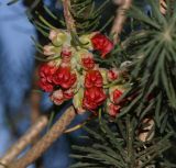 Calothamnus villosus
