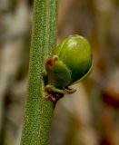 Jasminum fruticans