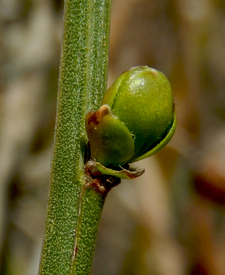Image of Jasminum fruticans specimen.