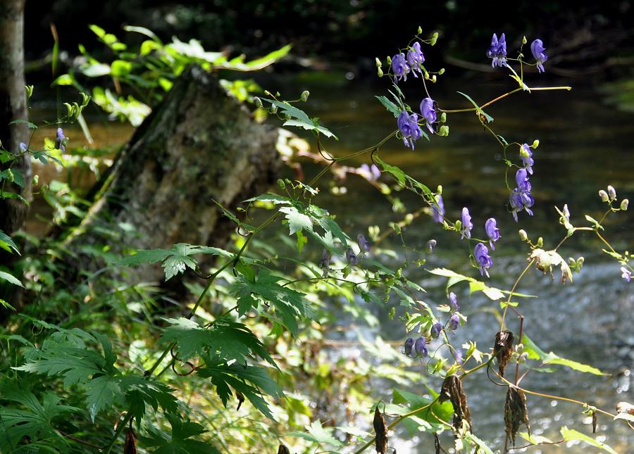 Изображение особи Aconitum sczukinii.