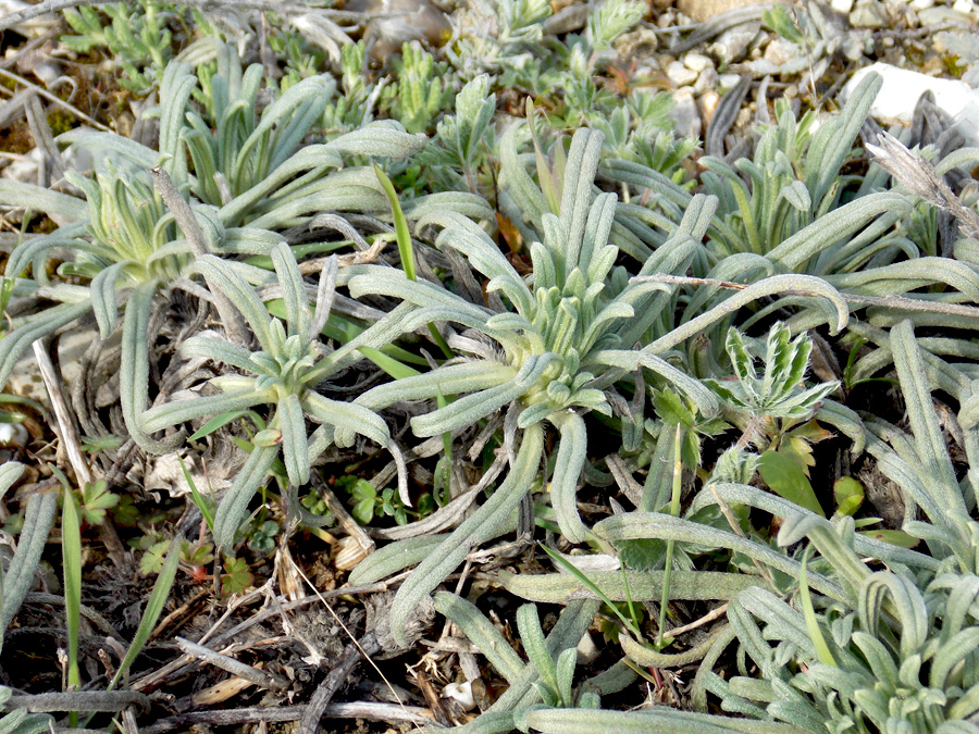 Image of Onosma taurica specimen.