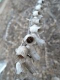 Hyoscyamus niger. Высохший перезимовавший плодоносящий побег. Московская обл., ж.-д. станция Люберцы-2, пустырь. 25.03.2015.