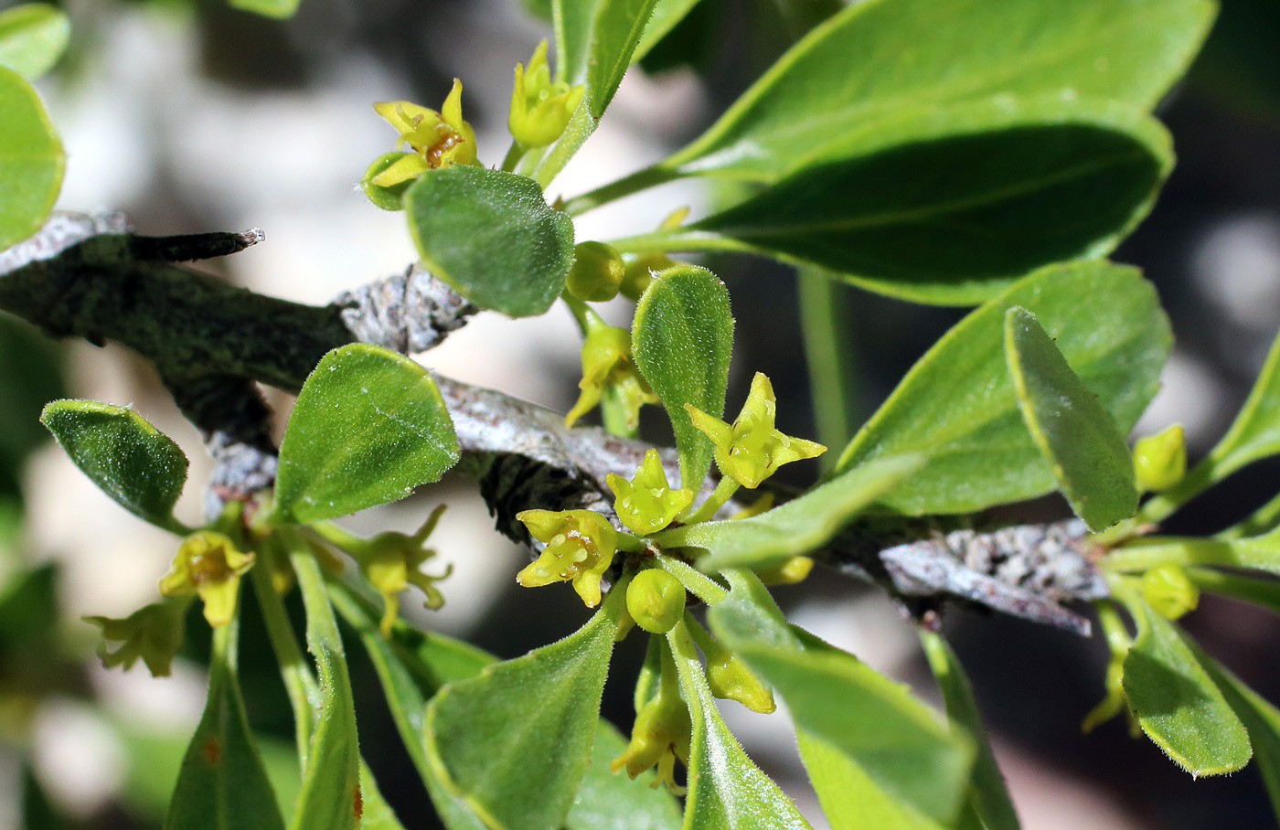 Image of Rhamnus songorica specimen.