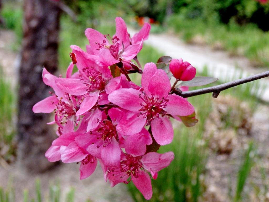 Image of Malus niedzwetzkyana specimen.