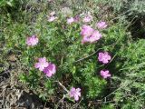 Geranium sanguineum