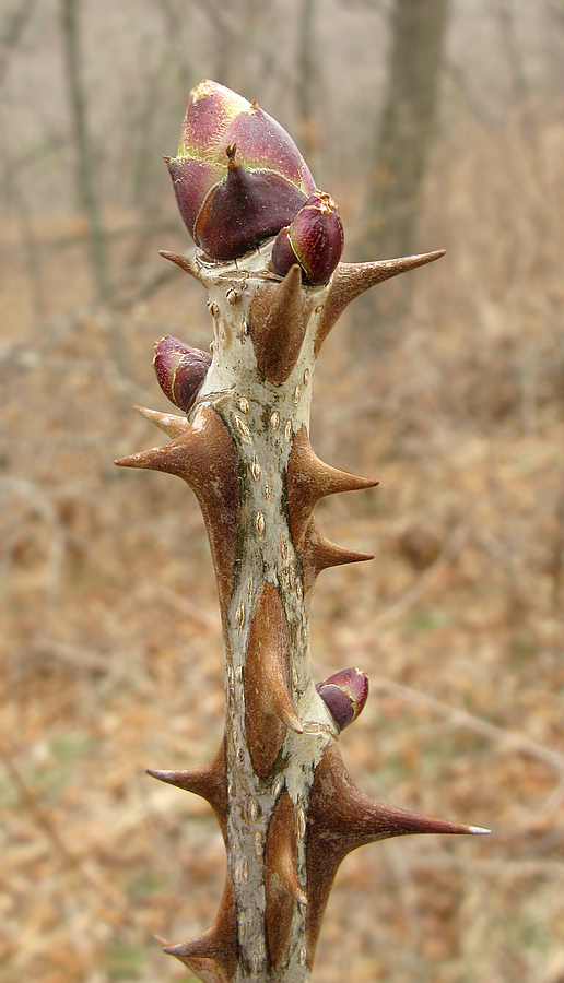 Image of Kalopanax septemlobus specimen.