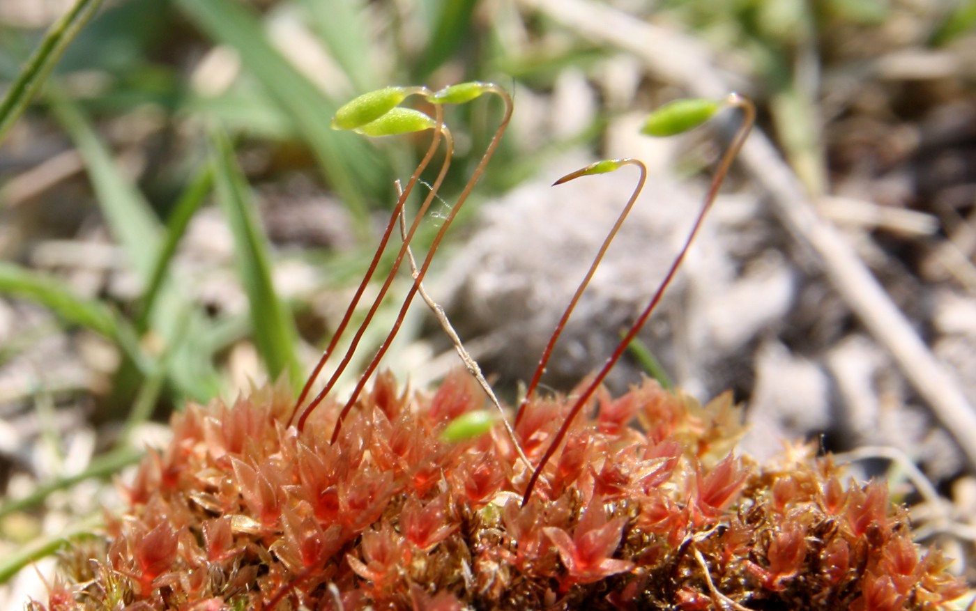 Изображение особи Bryum pallens.